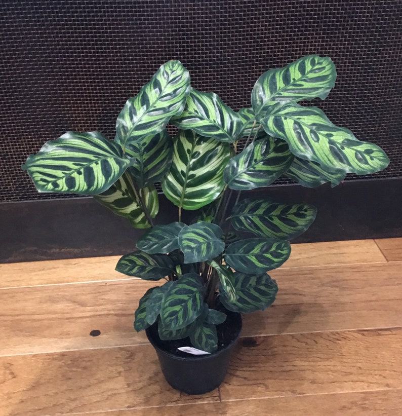 6 Calathea Orbafolia Prayer Plant Pet Friendly Etsy