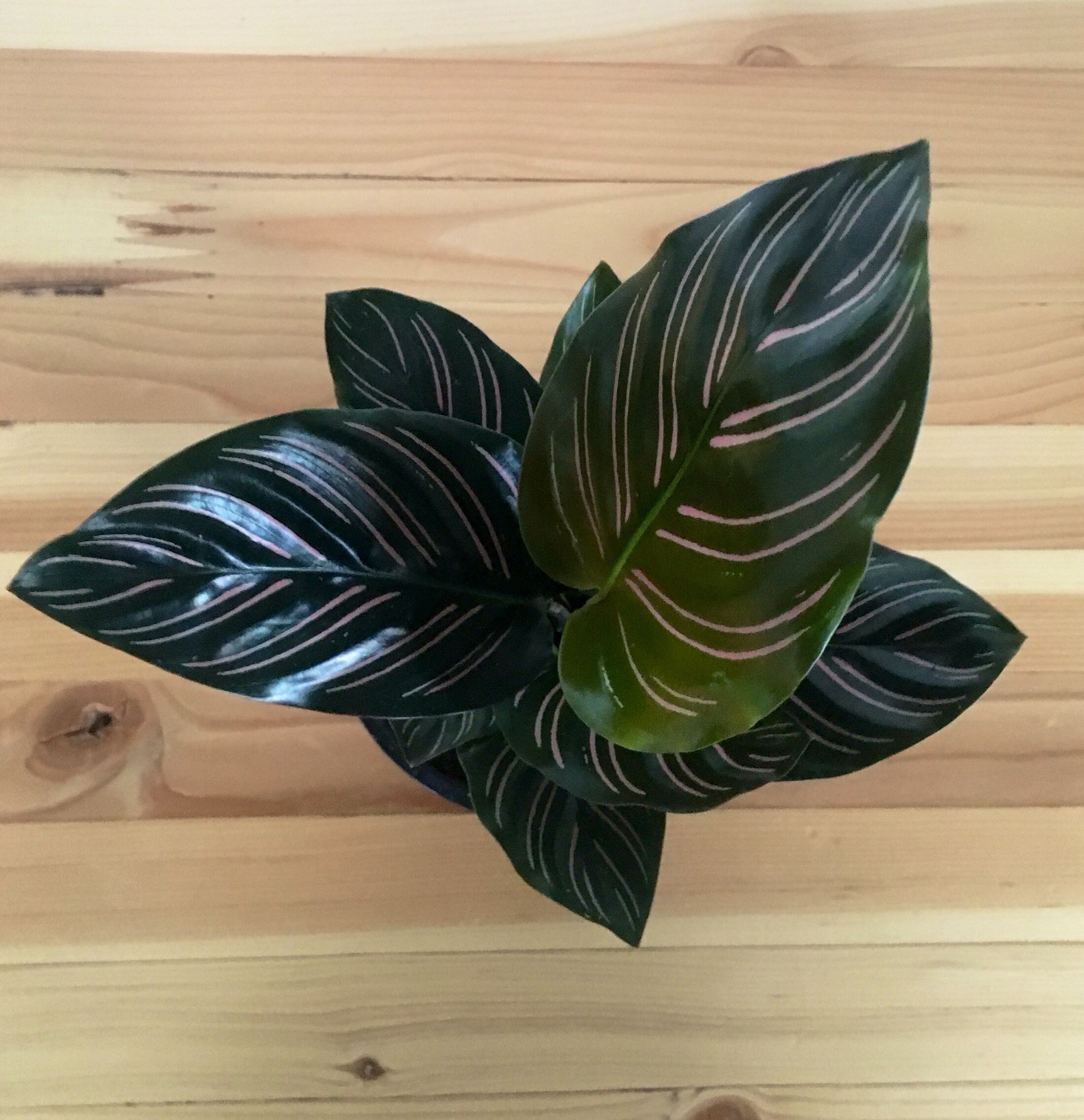 6 Calathea Medallion Shining Star Prayer Plant Pet Friendly Etsy