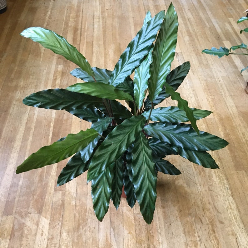 6 Calathea Orbafolia Prayer Plant Pet Friendly Etsy