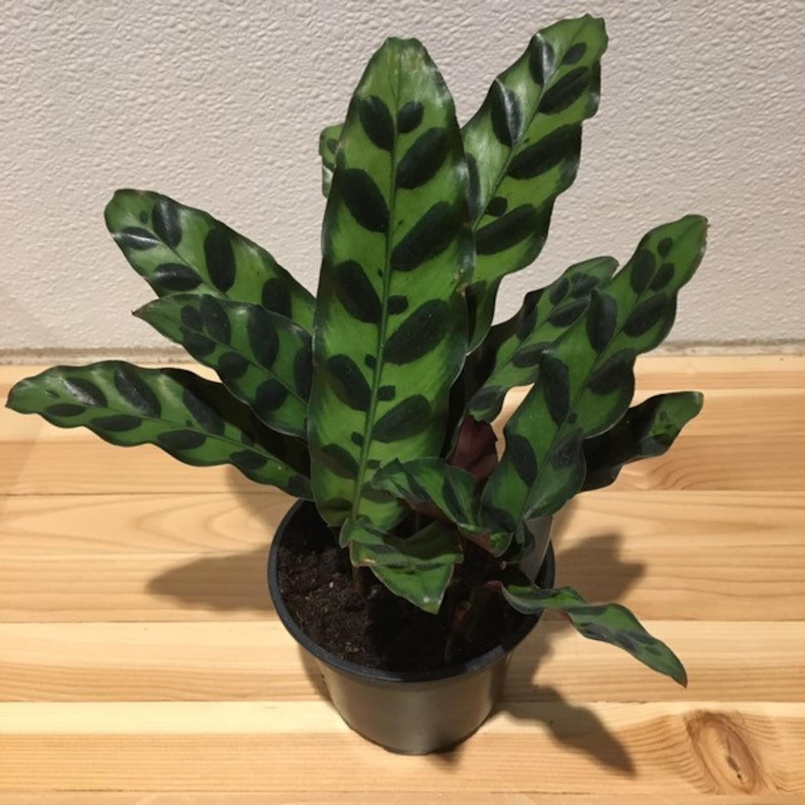 6 Calathea Medallion Shining Star Prayer Plant Pet Friendly Etsy