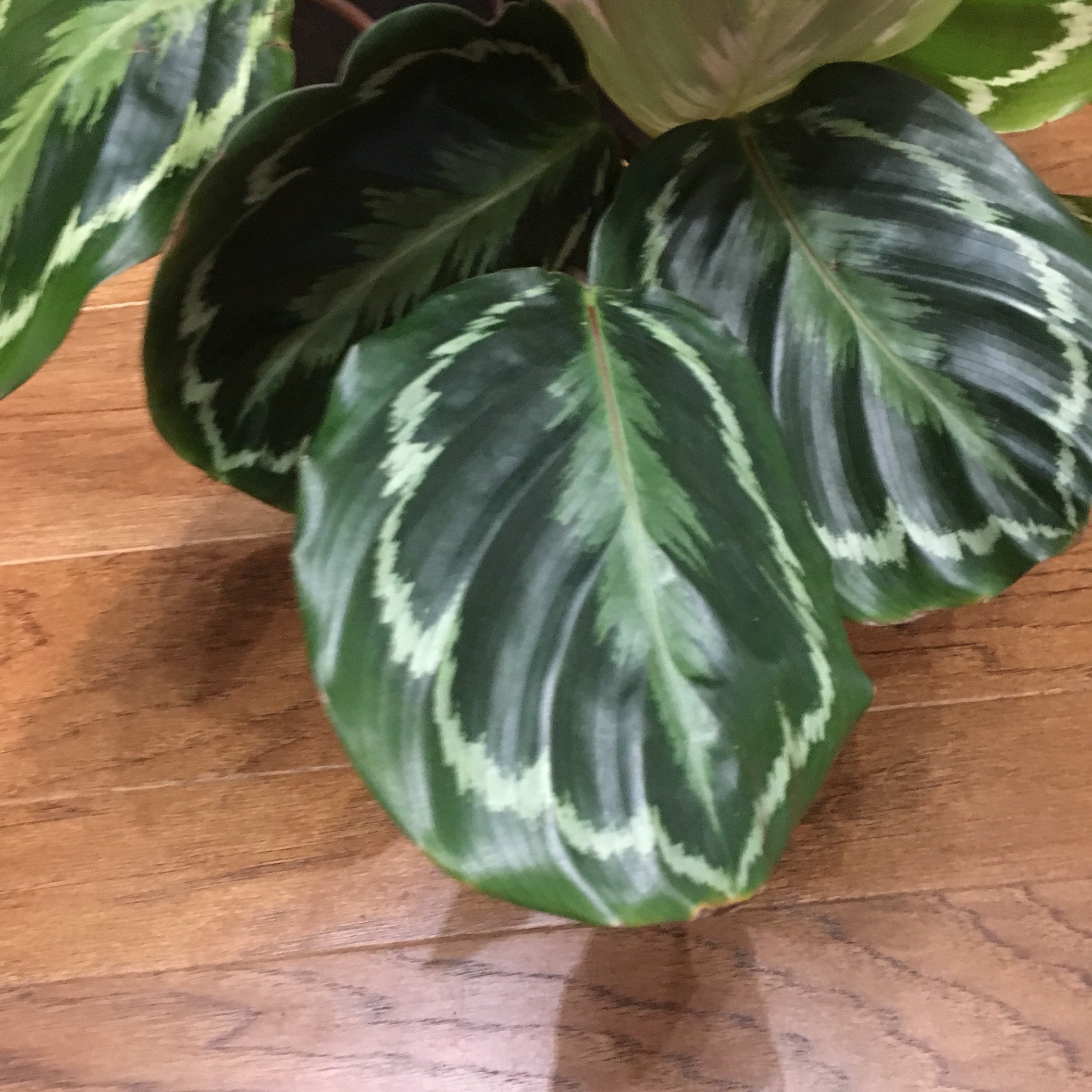 6 Calathea Medallion Shining Star Prayer Plant Pet Friendly Etsy
