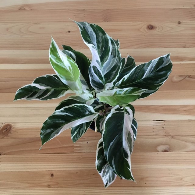 6 Calathea Medallion Shining Star Prayer Plant Pet Friendly Etsy