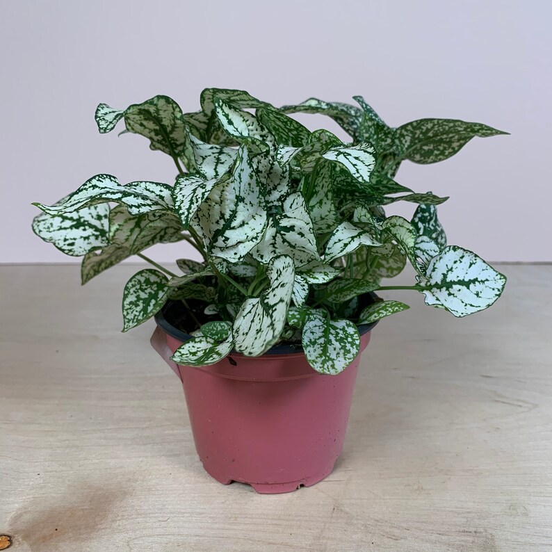 4 White Polka Dot Plant Hypoestes phyllostachya Etsy