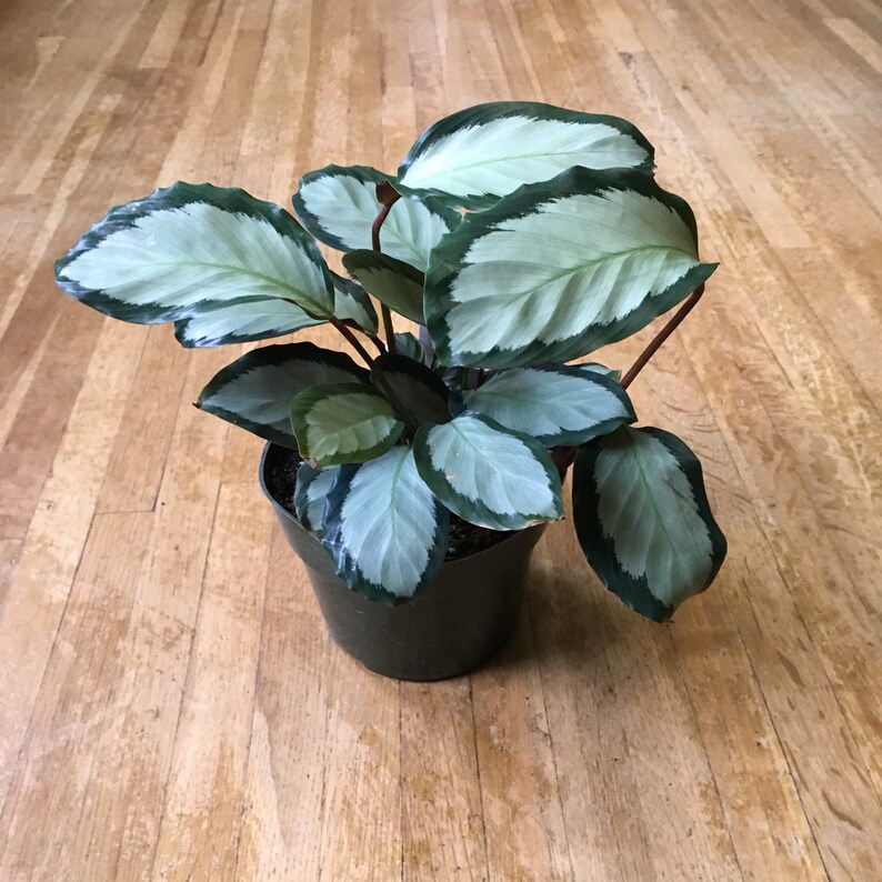 6 Calathea Orbafolia Prayer Plant Pet Friendly Etsy