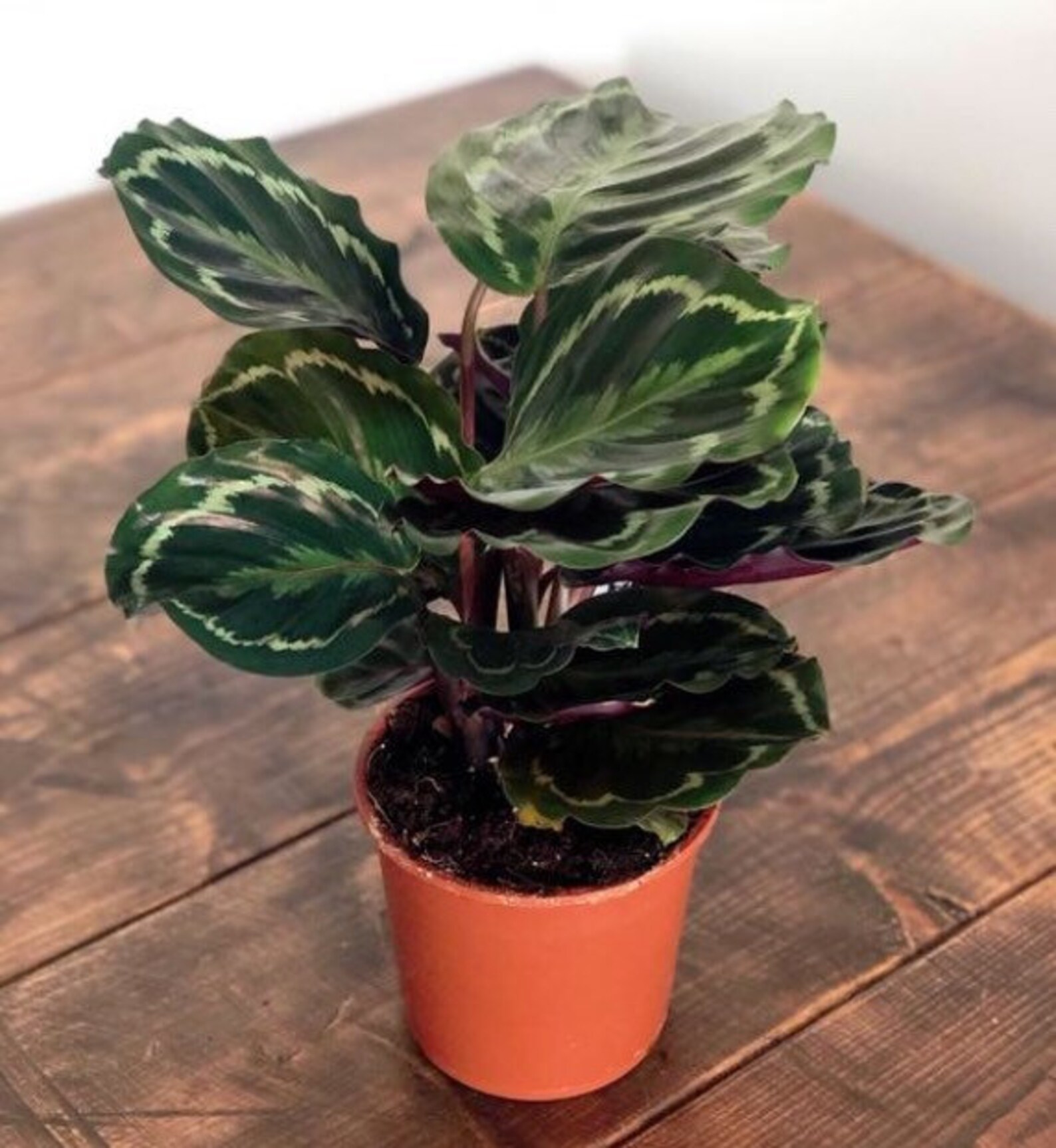 6 Calathea Medallion Shining Star Prayer Plant Pet Friendly Etsy
