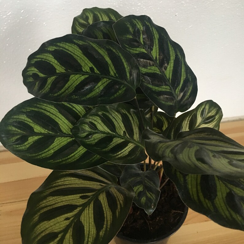 6 Calathea Medallion Shining Star Prayer Plant Pet Friendly Etsy