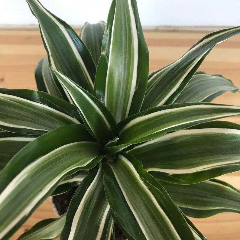 4 White Jewel Dracaena Dragon Tree Etsy