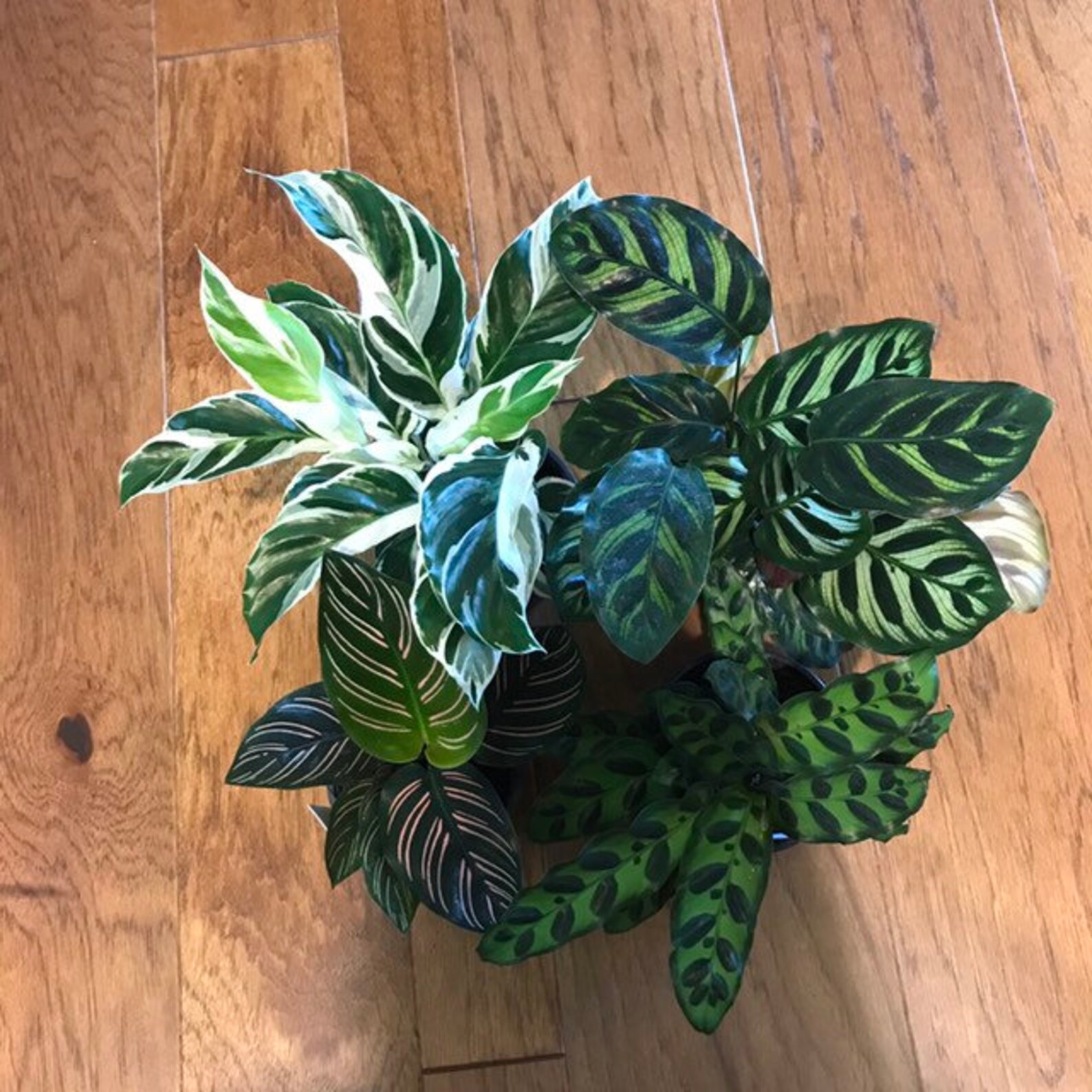 6 Calathea Medallion Shining Star Prayer Plant Pet Friendly Etsy