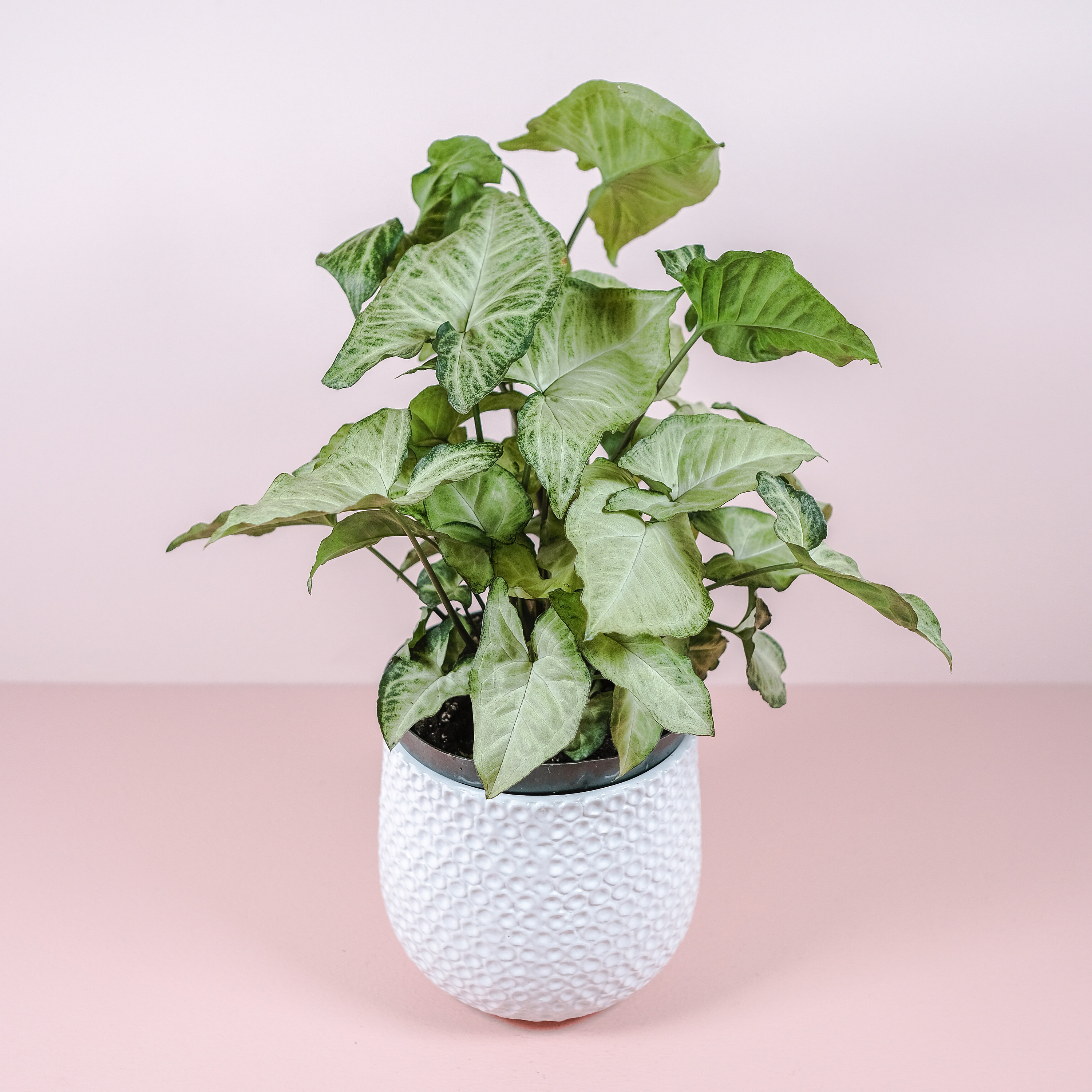 Nephthytis White Butterfly Plant