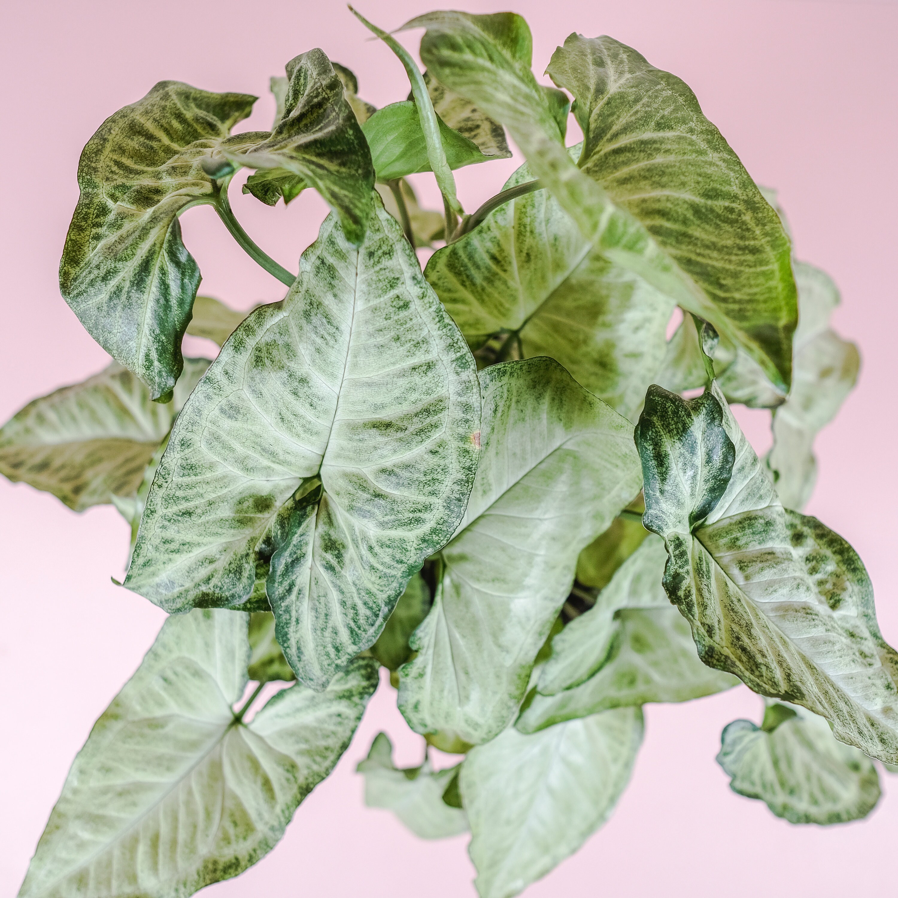 Nephthytis White Butterfly Plant