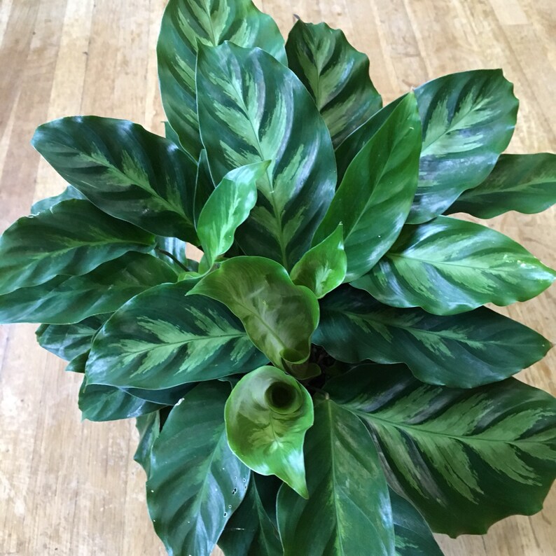 6 Calathea Orbafolia Prayer Plant Pet Friendly Etsy