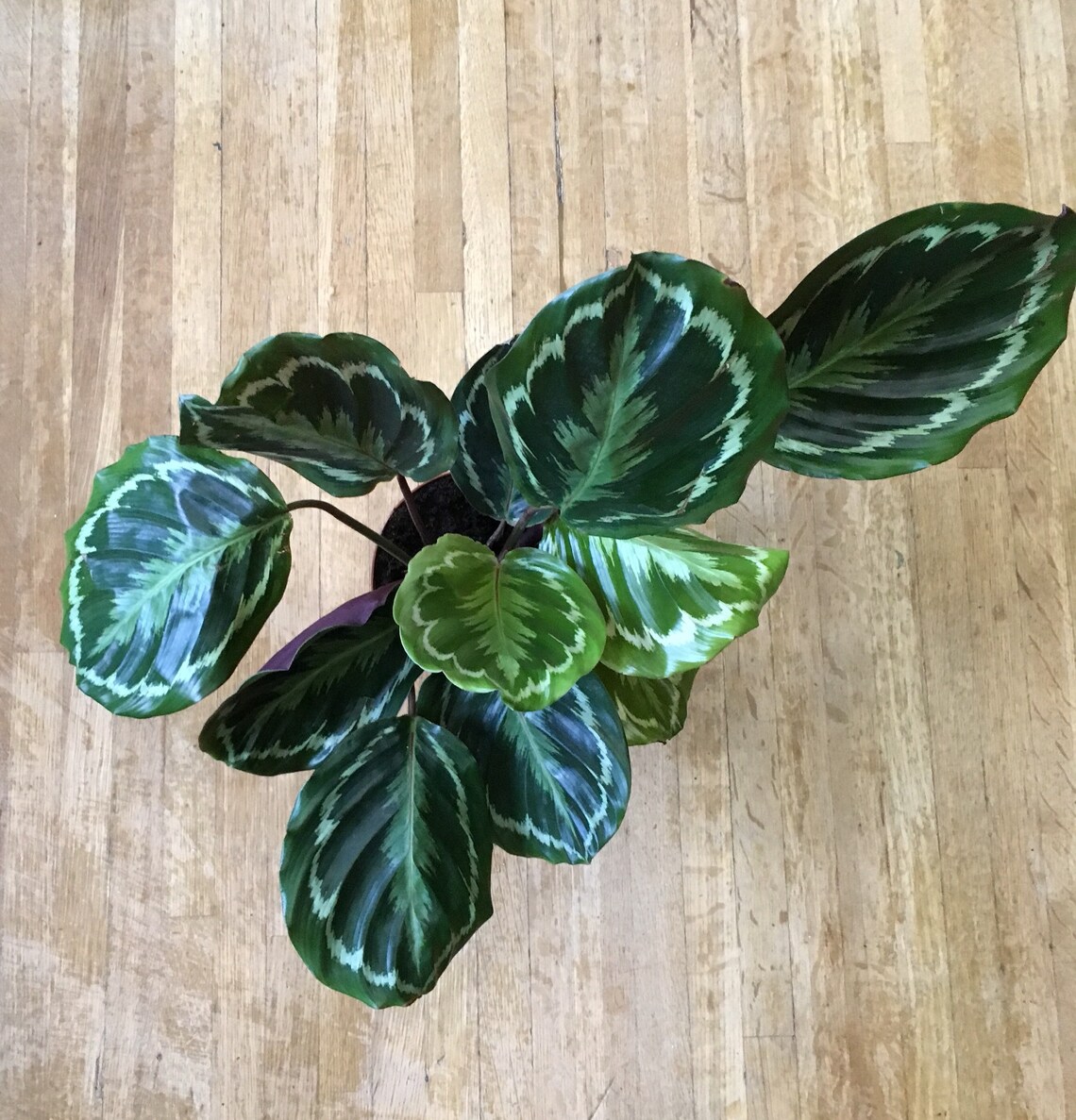 6 Calathea Medallion Shining Star Prayer Plant Pet Friendly Etsy