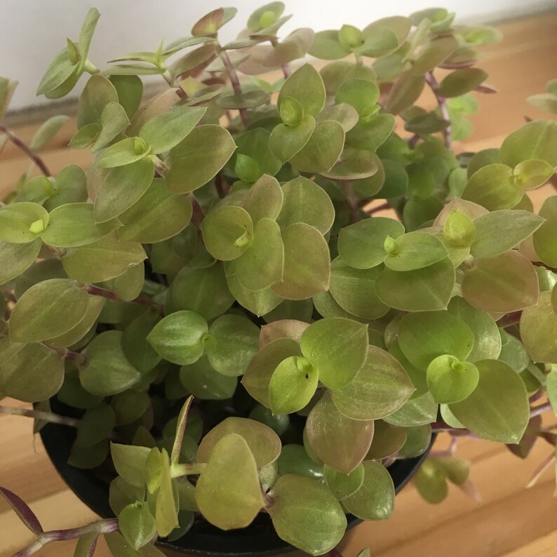 4 Copper Jewel Turtle Vine Bolivian Jew Callisia repens Etsy