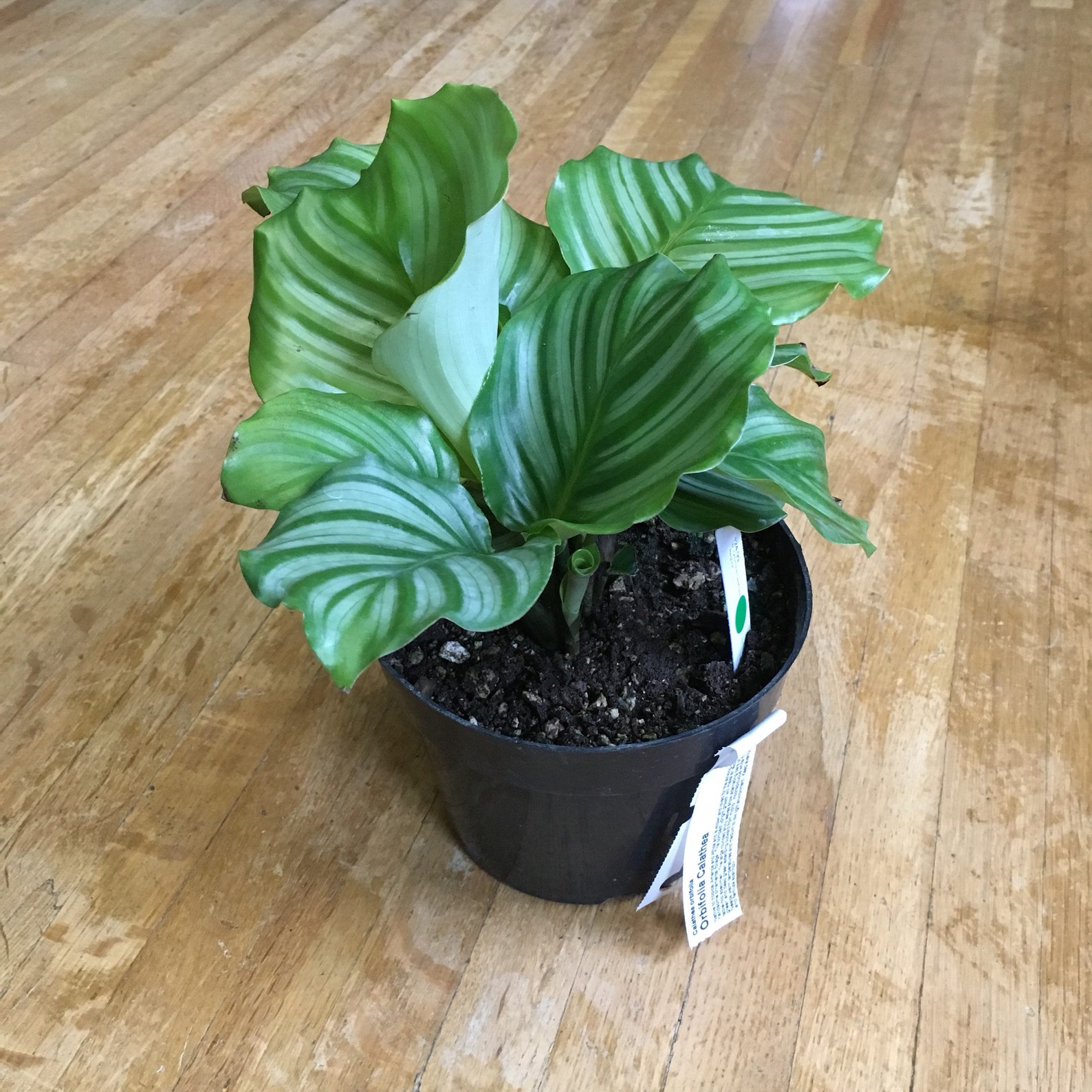 6 Calathea Orbafolia Prayer Plant Pet Friendly Etsy