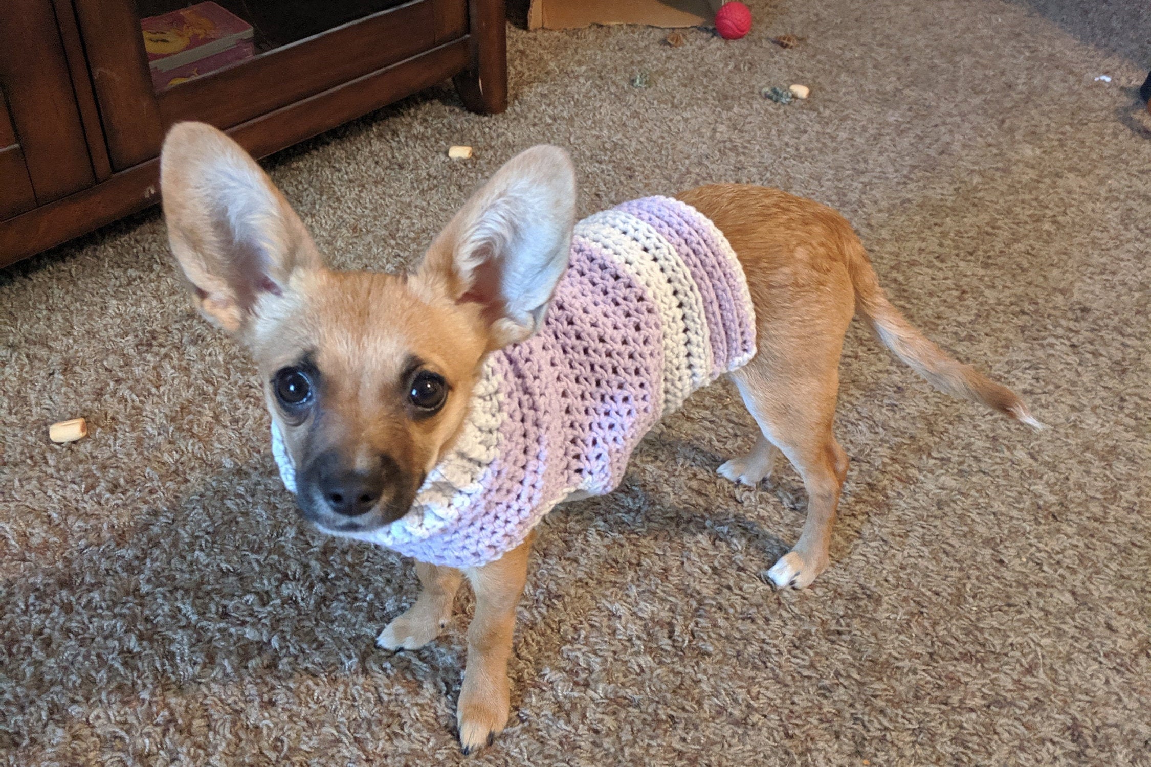 XXX X Small Crochet Dog Sweater - Etsy