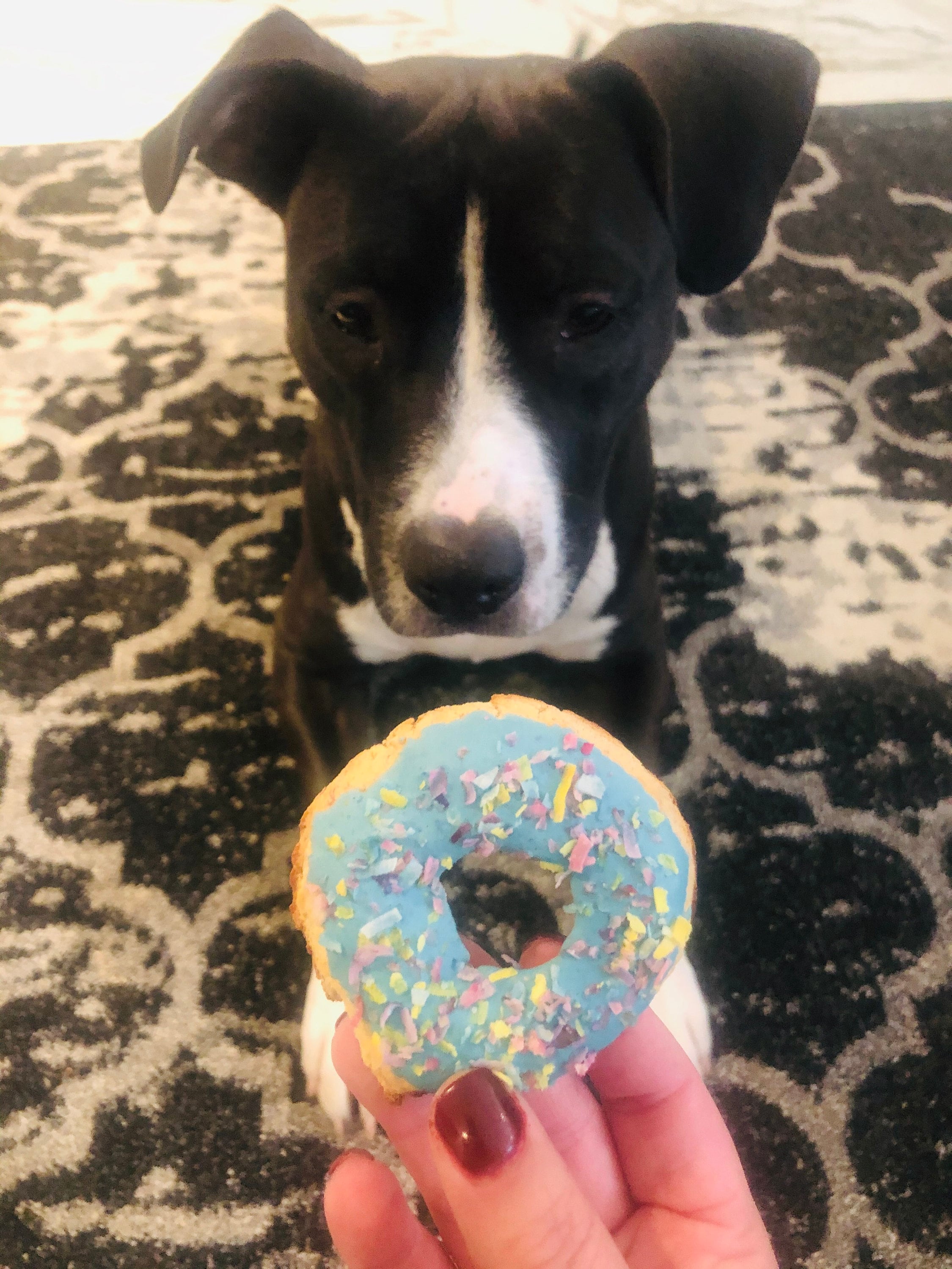 Gourmet all natural Dog donuts 3pack 6 pack or Dozen Etsy