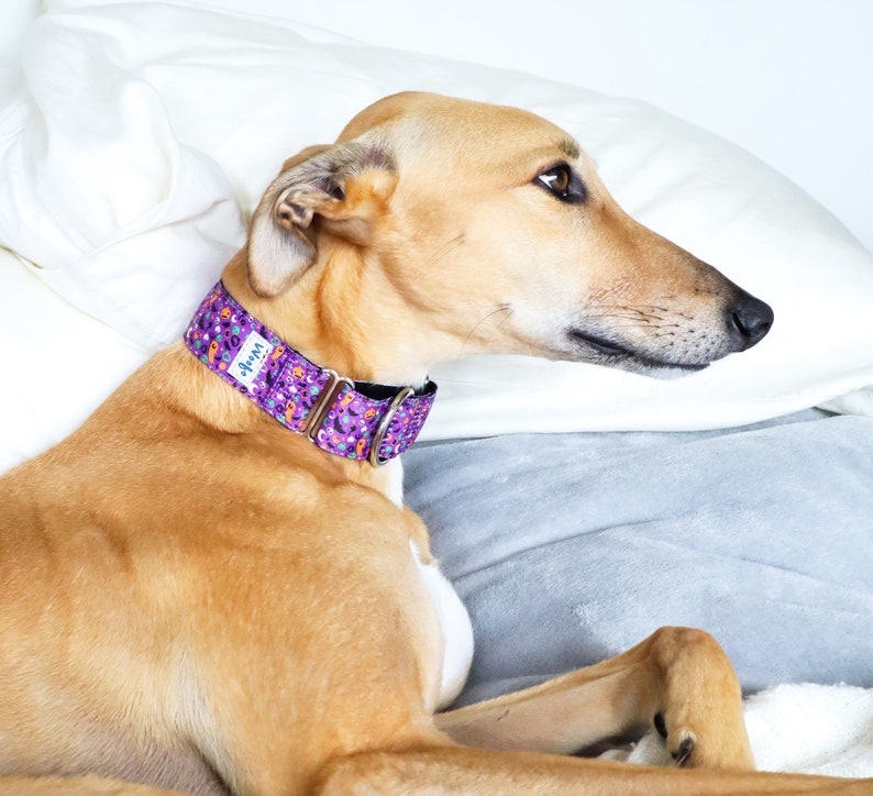 Halloween Martingale CollarGreyhound Collar Spooky Night