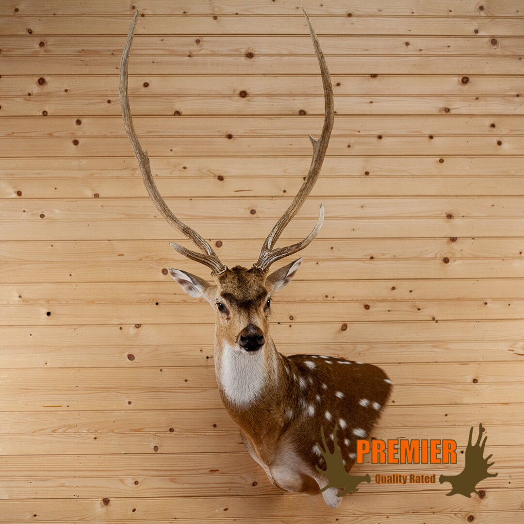 Premier Axis Deer Wall Pedestal Taxidermy Mount for Sale Etsy