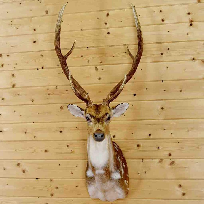Axis Deer Taxidermy Mount SW5332 Etsy
