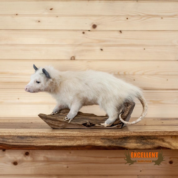 Full Body Opossum Taxidermy Mount SW10301 Etsy