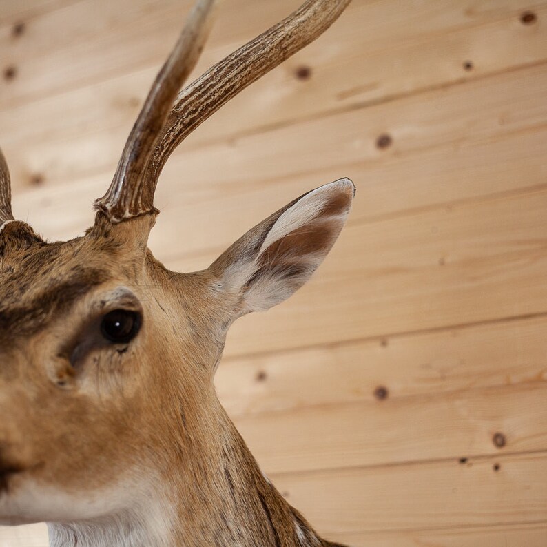 Premier Axis Deer Wall Pedestal Taxidermy Mount for Sale Etsy