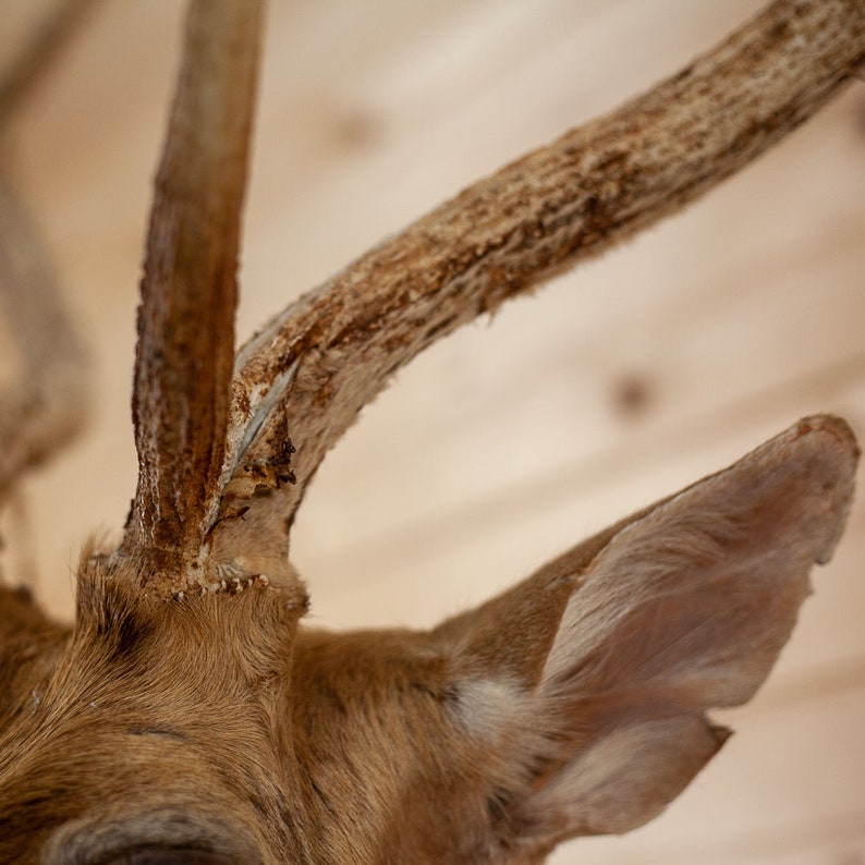 Axis Deer Wall Pedestal Taxidermy Mount for Sale DD1906 Etsy