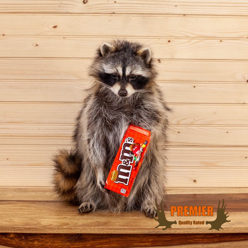 Candy Coon Novelty Raccoon Taxidermy Mount SW10491 Etsy