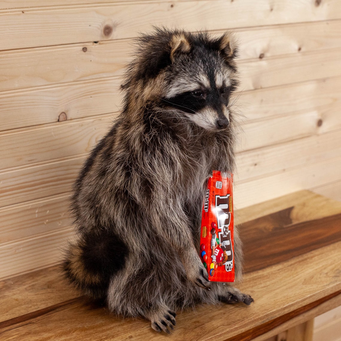 Excellent Candy Coon Novelty Raccoon Taxidermy Mount SW10489 Etsy