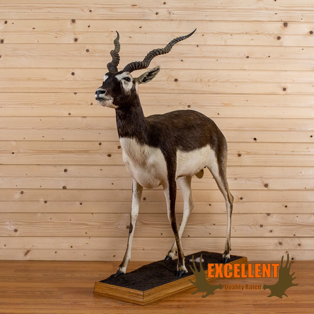 Blackbuck Antelope Mount