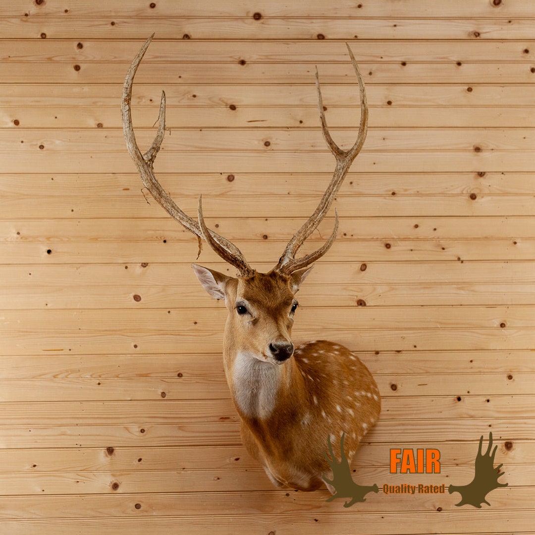 Axis Deer Wall Pedestal Taxidermy Mount for Sale DD1906 Etsy