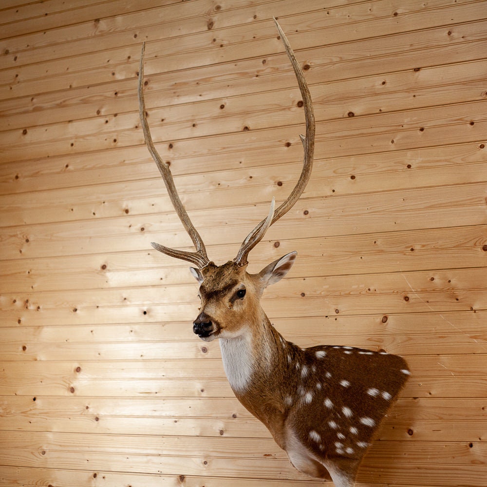 Premier Axis Deer Wall Pedestal Taxidermy Mount for Sale SC2001 Etsy