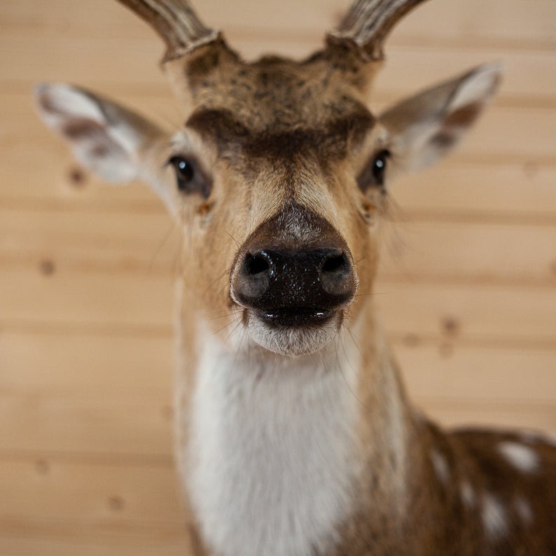 Premier Axis Deer Wall Pedestal Taxidermy Mount for Sale Etsy