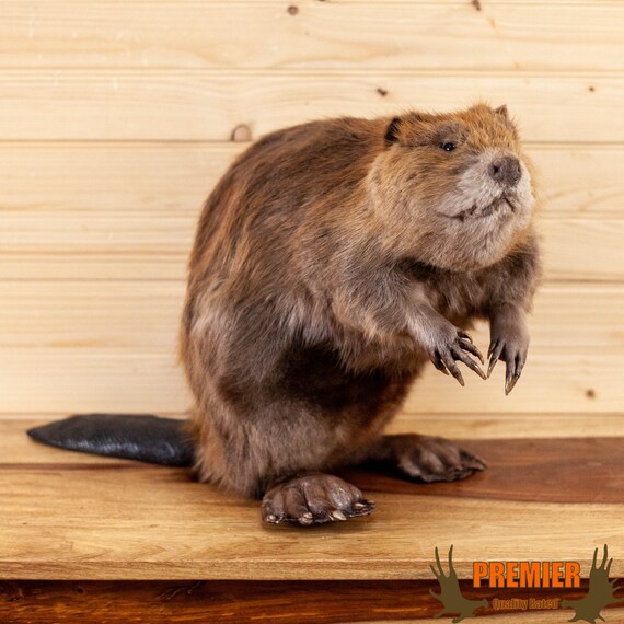 Premier Beaver Full Body Taxidermy 