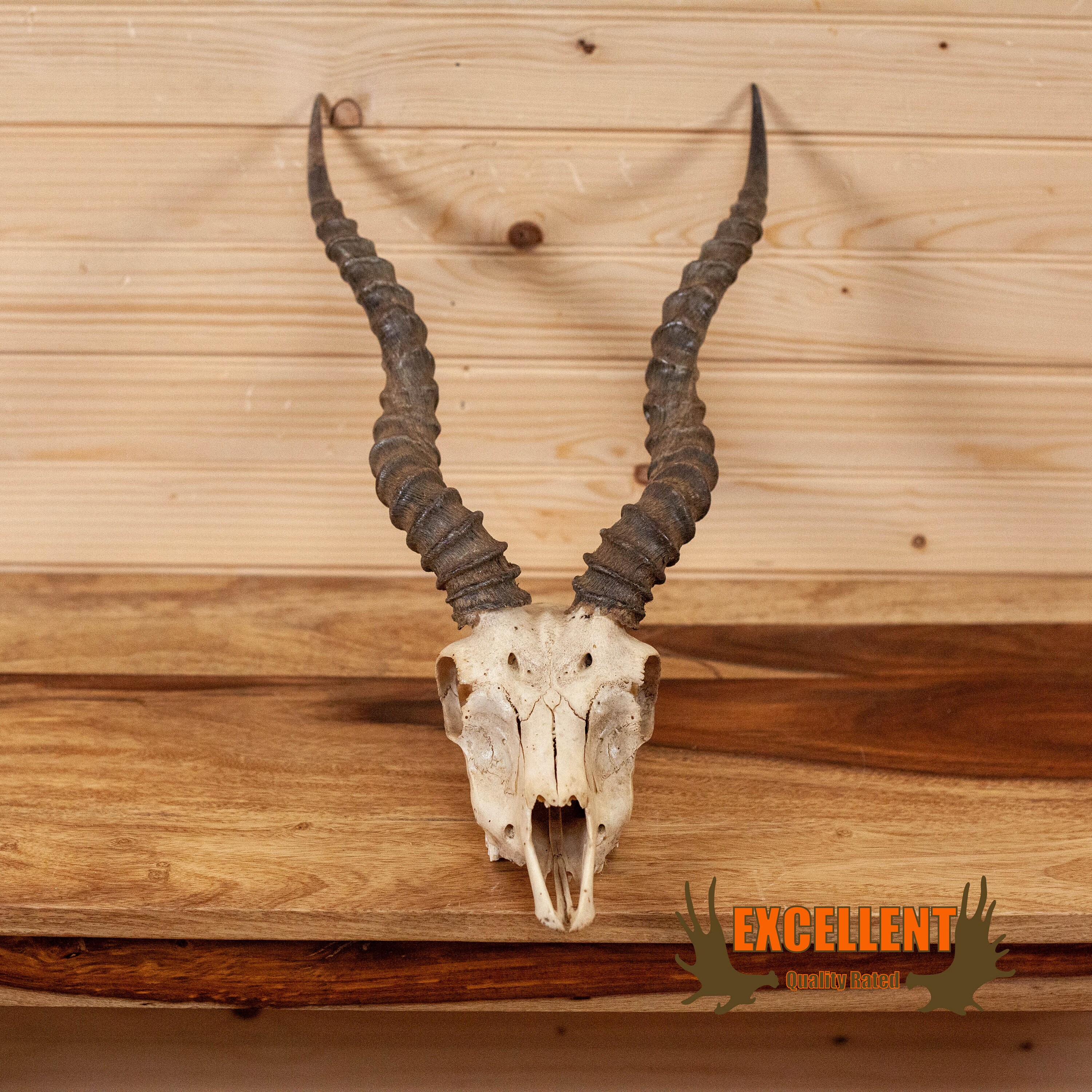 Excelente cráneo de antílope blackbuck con cuernos SW11137 - Etsy España Excelente cráneo de antílope blackbuck con cuernos SW11137 - Etsy España