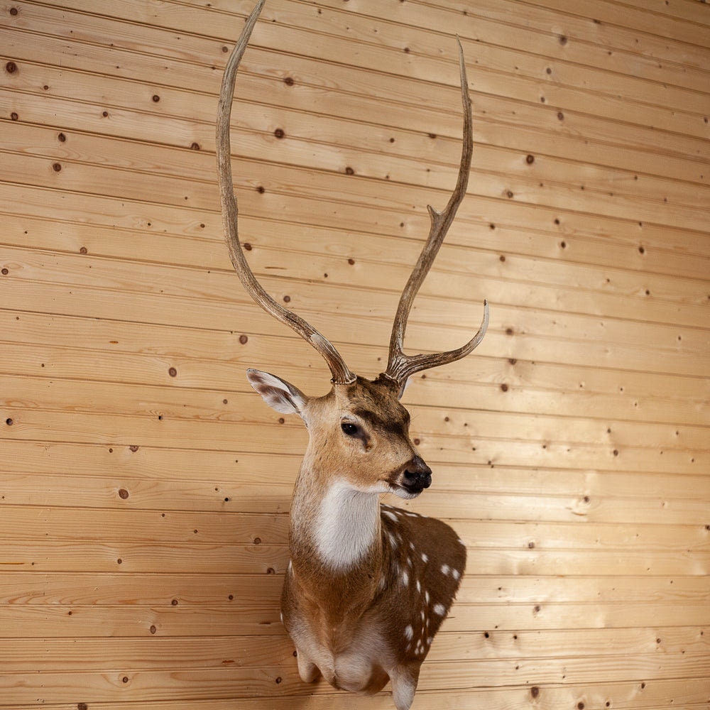 Premier Axis Deer Wall Pedestal Taxidermy Mount for Sale SC2001 Etsy
