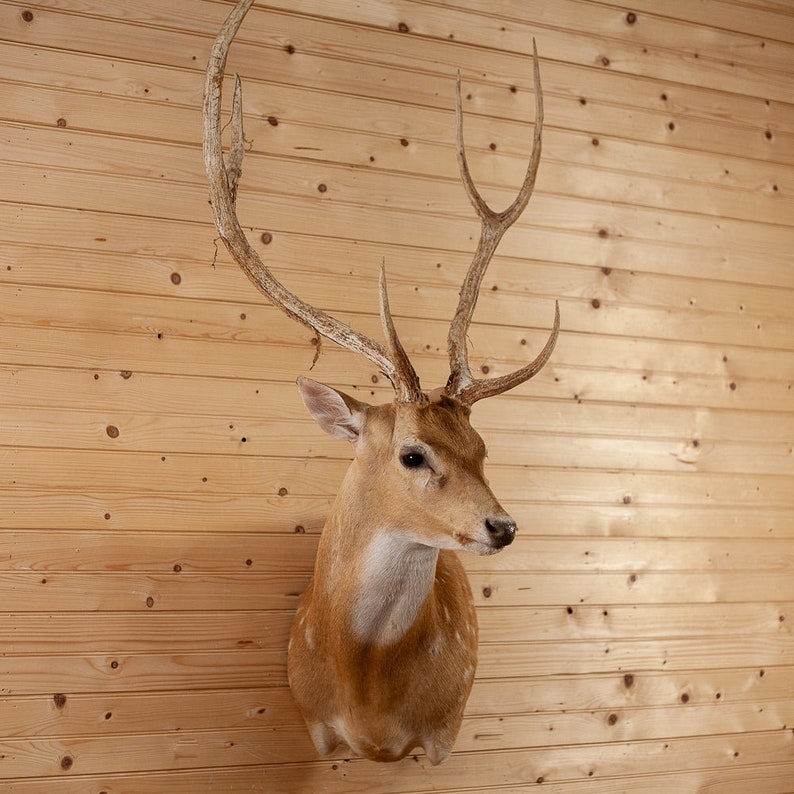 Axis Deer Wall Pedestal Taxidermy Mount for Sale DD1906 Etsy