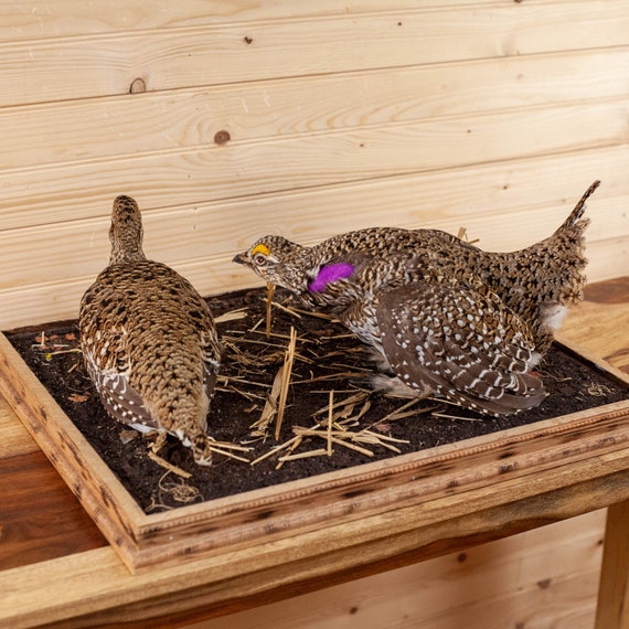 Sharptail Grouse Mounts