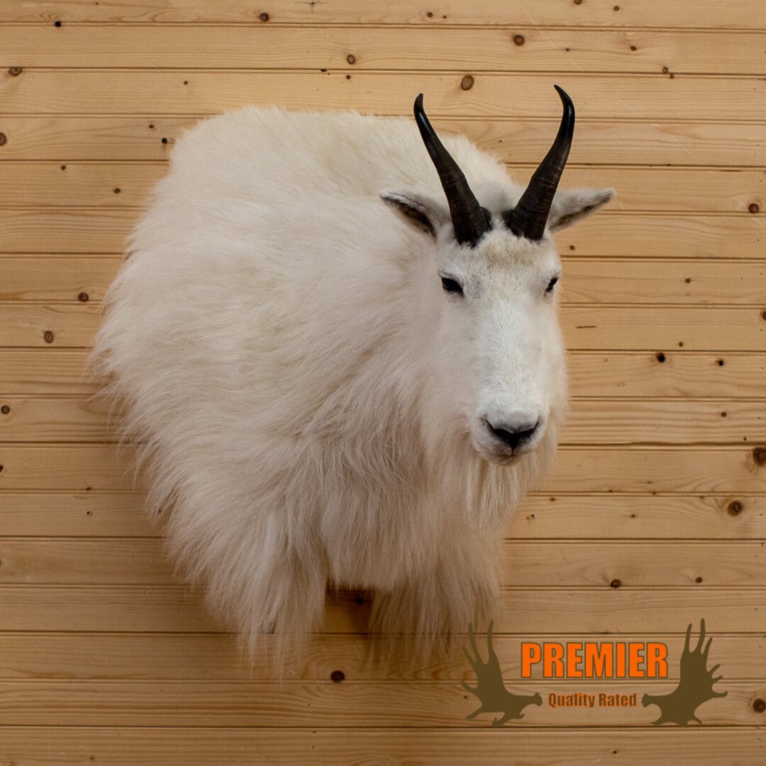 Premier Wall Pedestal Mountain Goat Taxidermy Mount NR4040 - Etsy