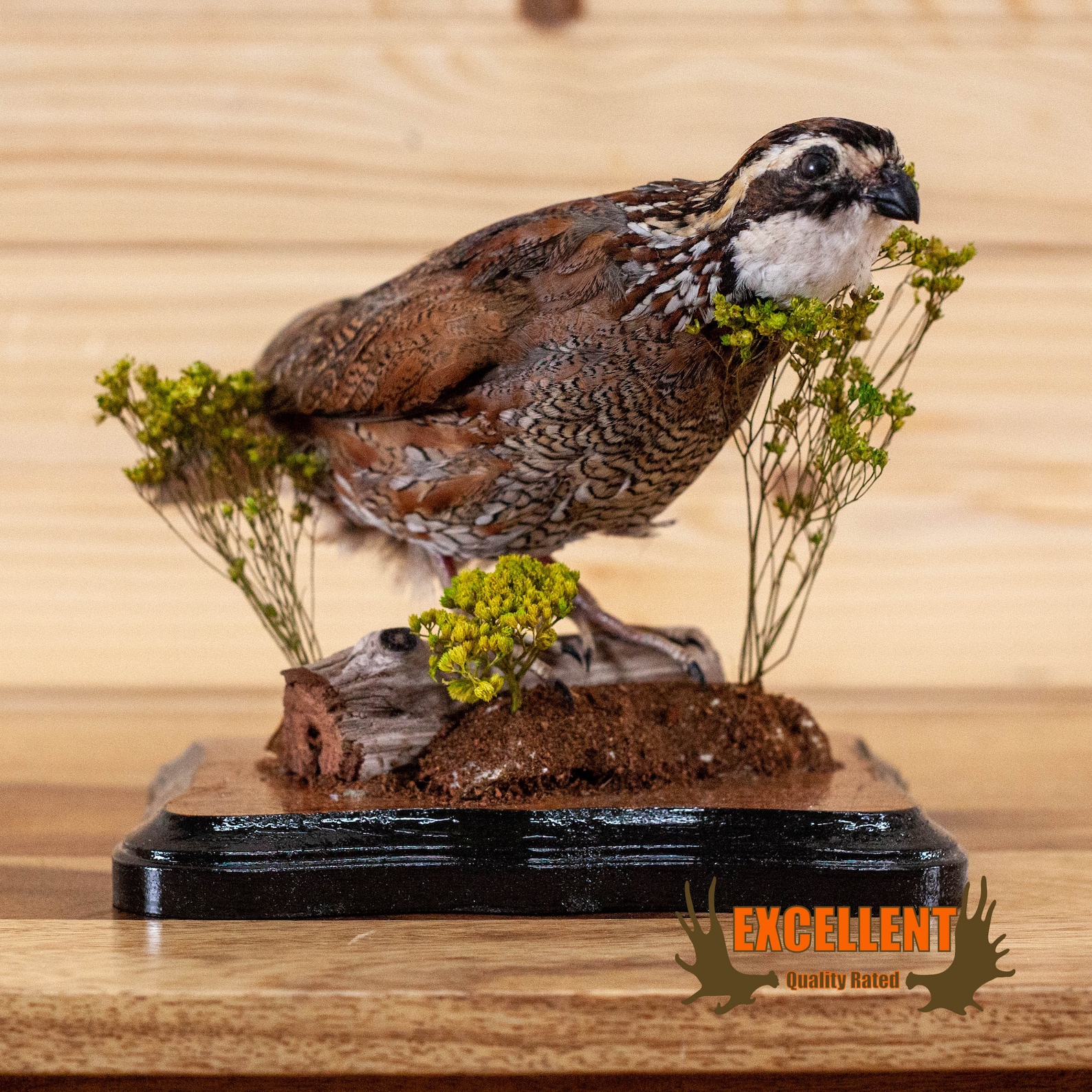 Excellent Perched Bobwhite Quail Taxidermy Mount SW10934 Etsy