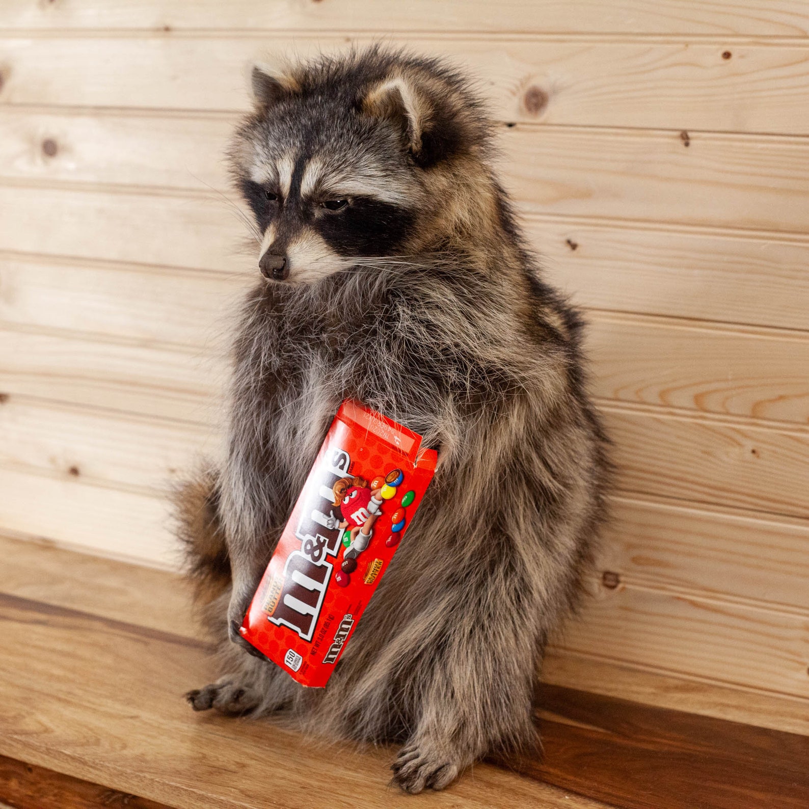 Candy Coon Novelty Raccoon Taxidermy Mount SW10491 Etsy
