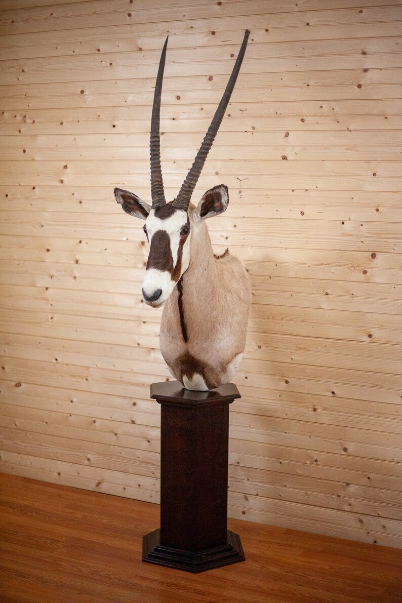 African Gemsbok Taxidermy Pedestal Mount SR4002 Etsy