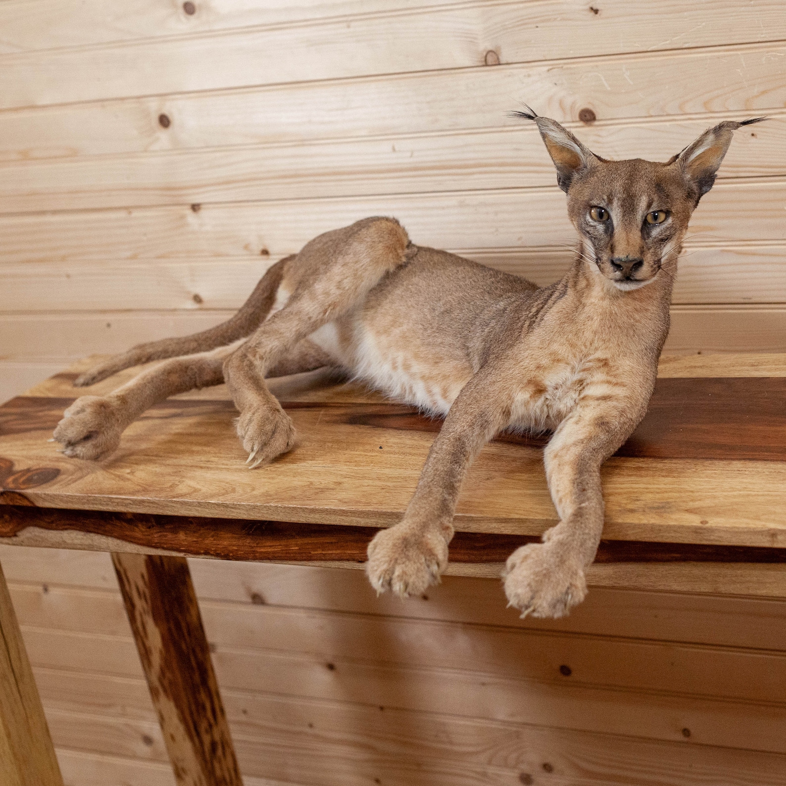 Excellent Caracal Full Body Lifesize Taxidermy Mount SW10913 Etsy excellent-caracal-full-body-lifesize-taxidermy-mount-sw10913-etsy