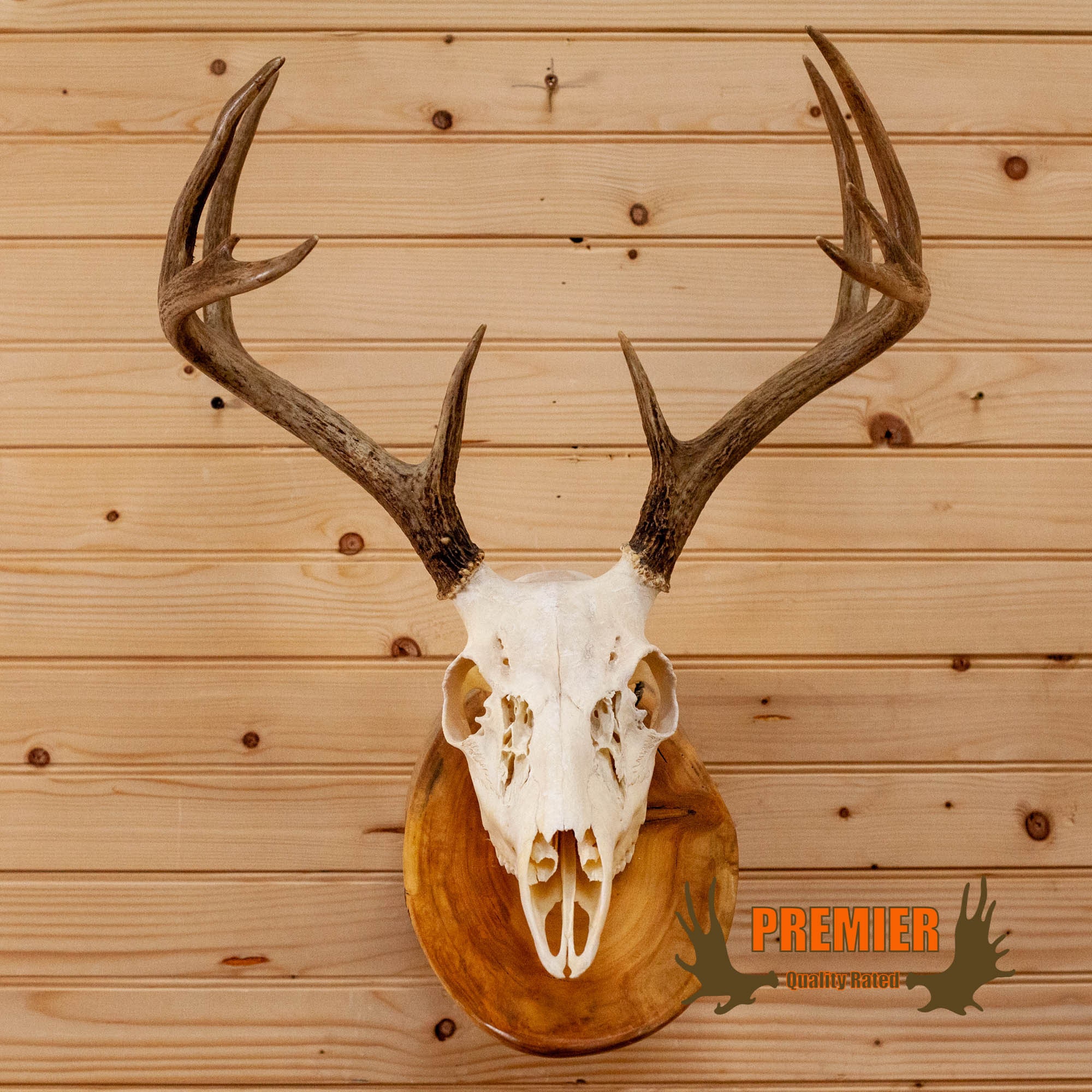 Premier 10 Point Mule Deer Buck Antler Mount WS8005