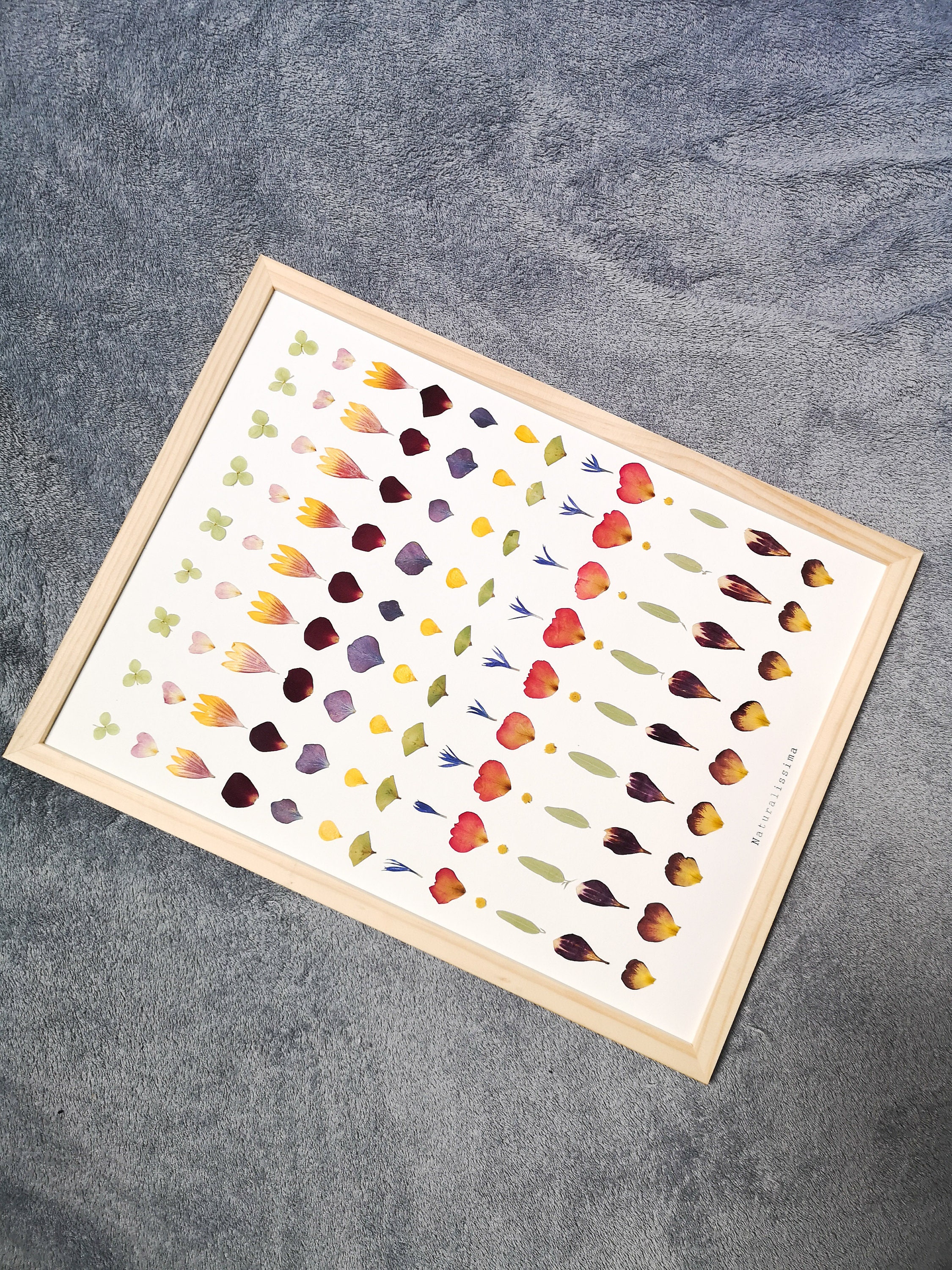 Herbier de Fleurs Séchées - Herbier Encadré -Naturalissima N150 Herbarium