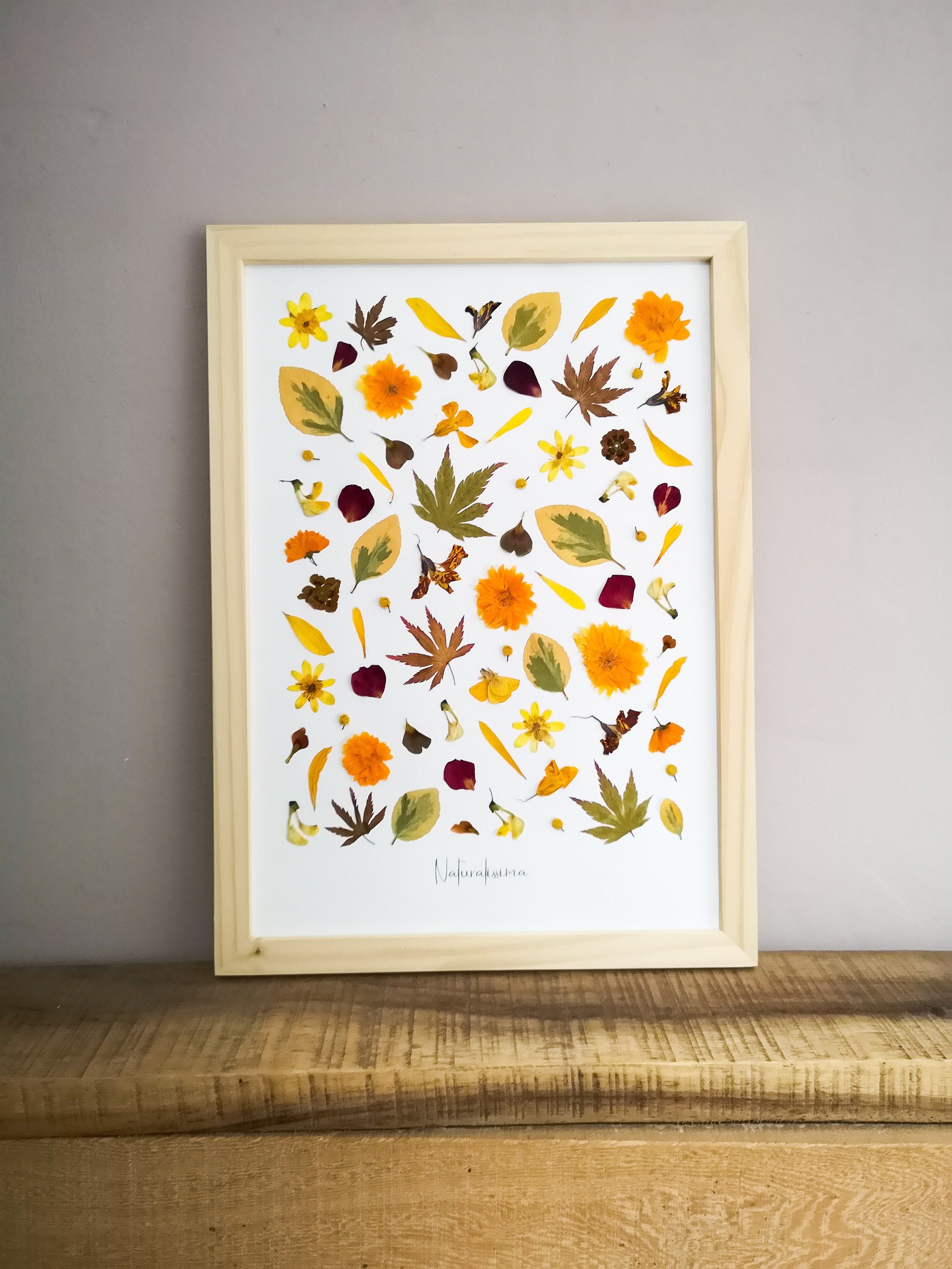 Herbier de Fleurs Séchées - Herbier Encadré -Naturalissima N156 Herbarium