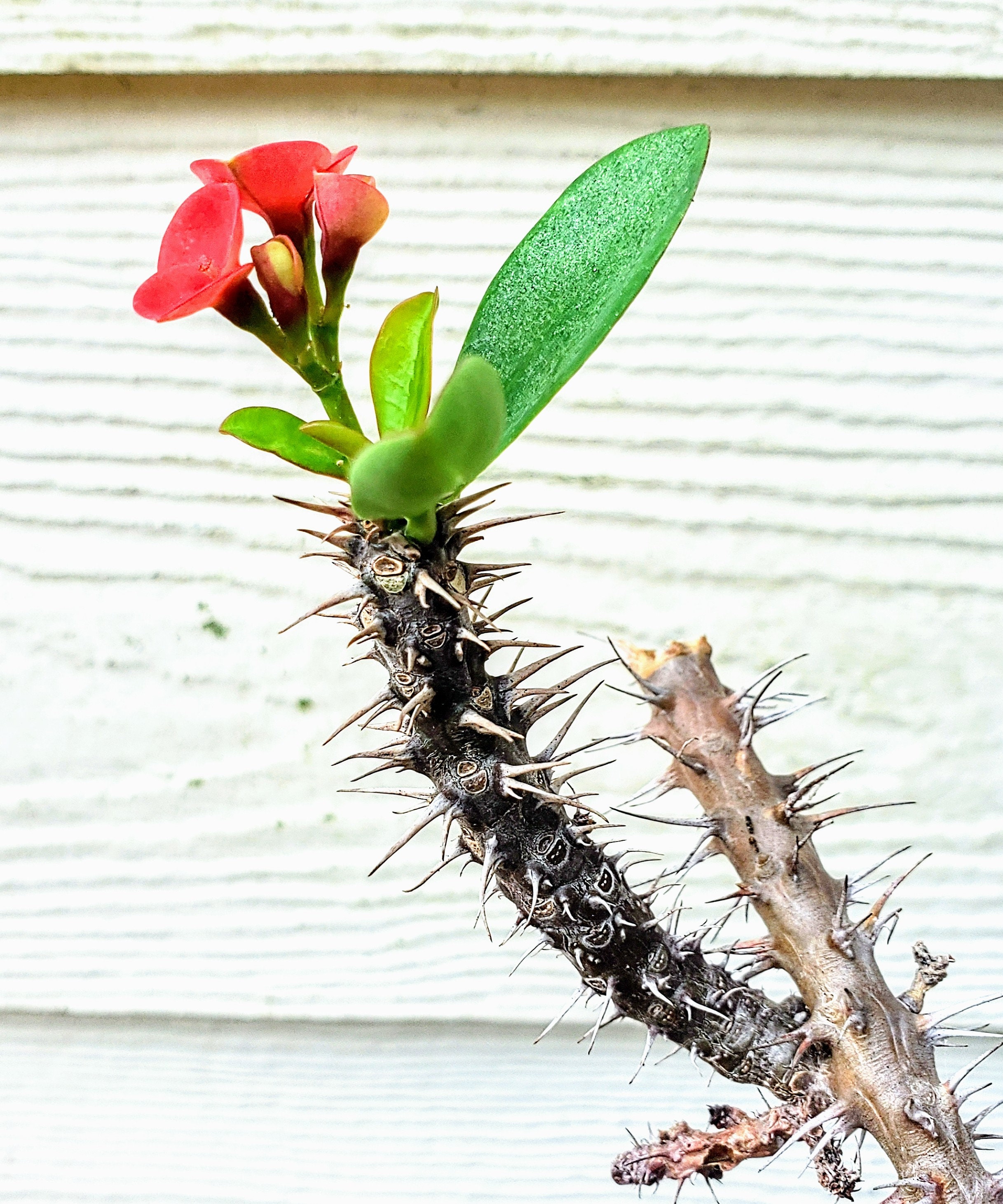 Crown of Thorns Cutting Succulent Christ Plant Cutting Plant Lover Gift ...