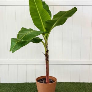 May include: A banana plant with large, vibrant green leaves and a sturdy, reddish-brown stalk. The plant is potted in a simple, terracotta-colored container filled with soil, showcasing its natural growth and structure.