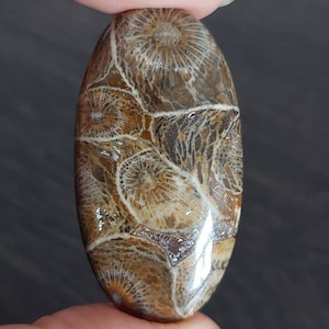 May include: A polished oval cabochon of fossilised coral. The stone is a mix of brown, tan, and white with a swirling pattern of fossilised coral.