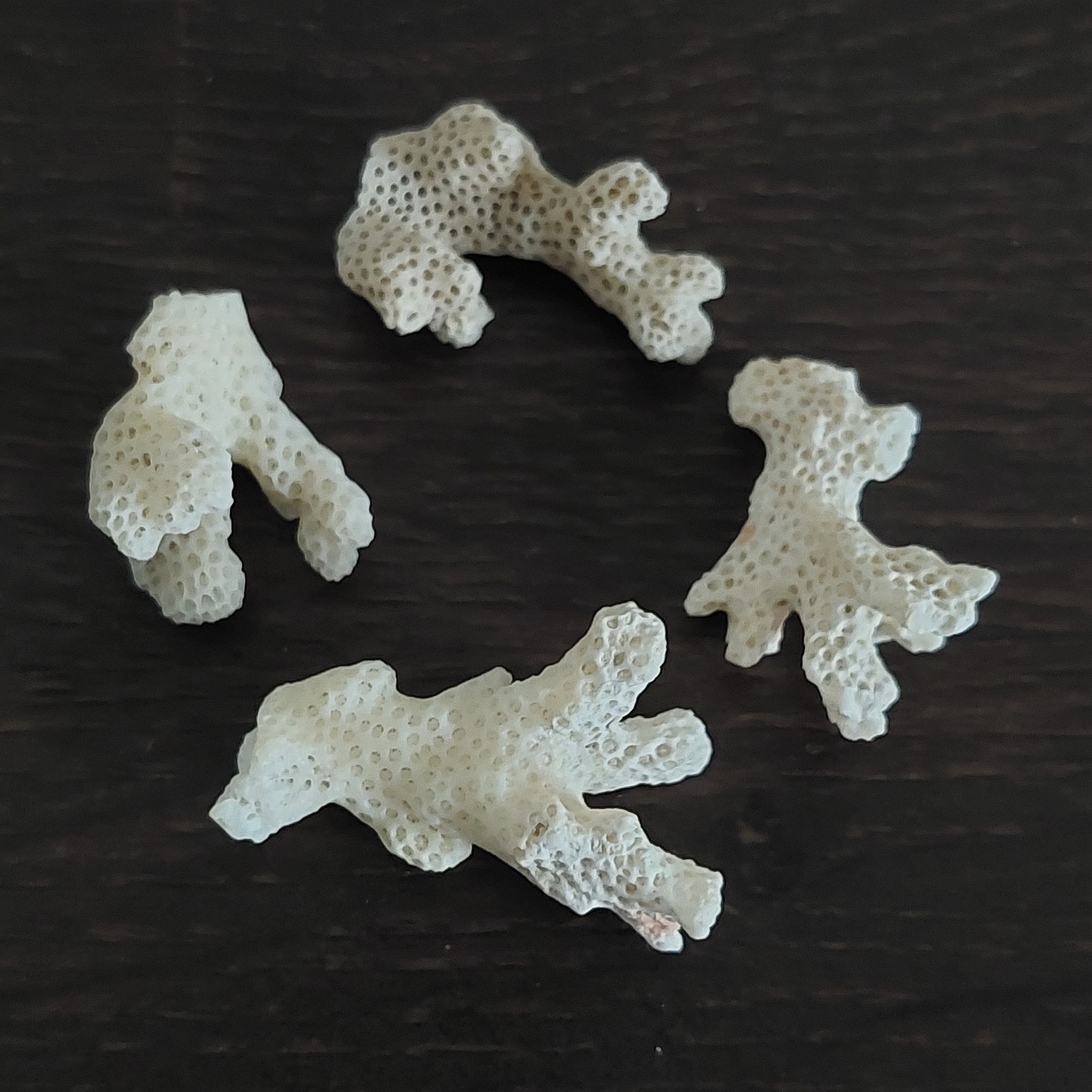 力強い生の白珊瑚クラスター - Etsy 日本