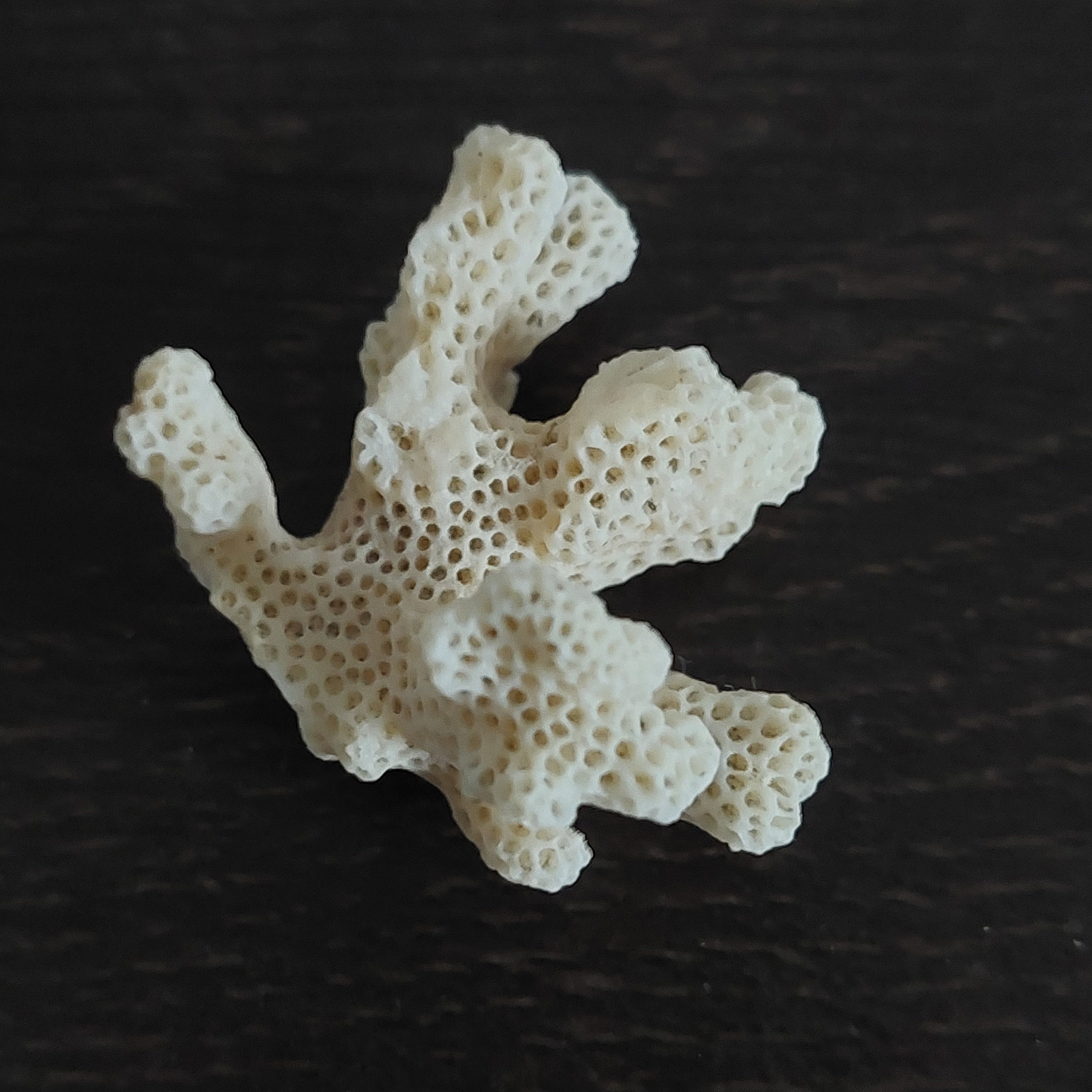 力強い生の白珊瑚クラスター - Etsy 日本